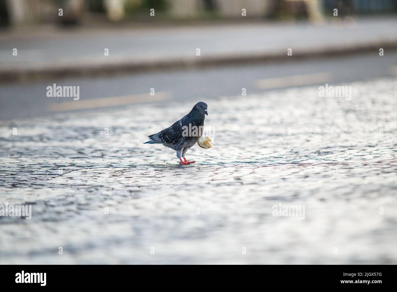 piccione con pezzetto di pane all'aperto a Rio de Janeiro. Foto Stock