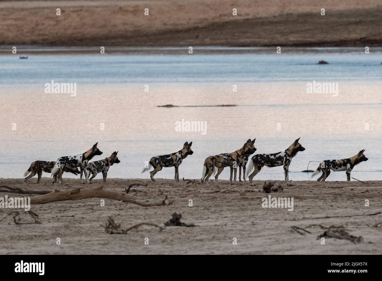 Zambia, Parco Nazionale di Luangwa Sud. Cani selvatici africani (SELVATICI: Lycaon pictus) dal Manzi Pack lungo il fiume Luangwa. Foto Stock