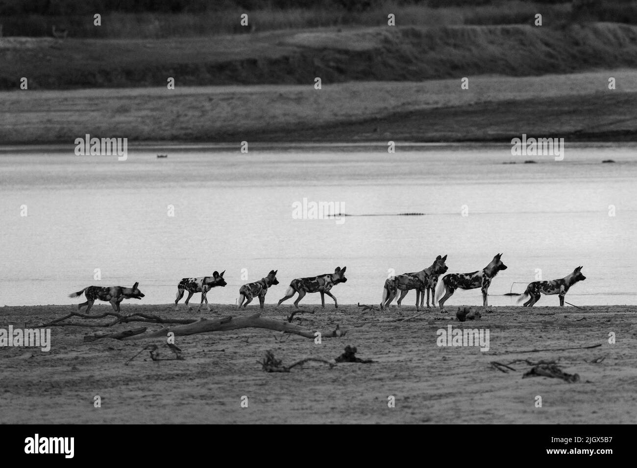 Zambia, Parco Nazionale di Luangwa Sud. Cani selvatici africani (SELVATICI: Lycaon pictus) dal Manzi Pack lungo il fiume Luangwa. Foto Stock