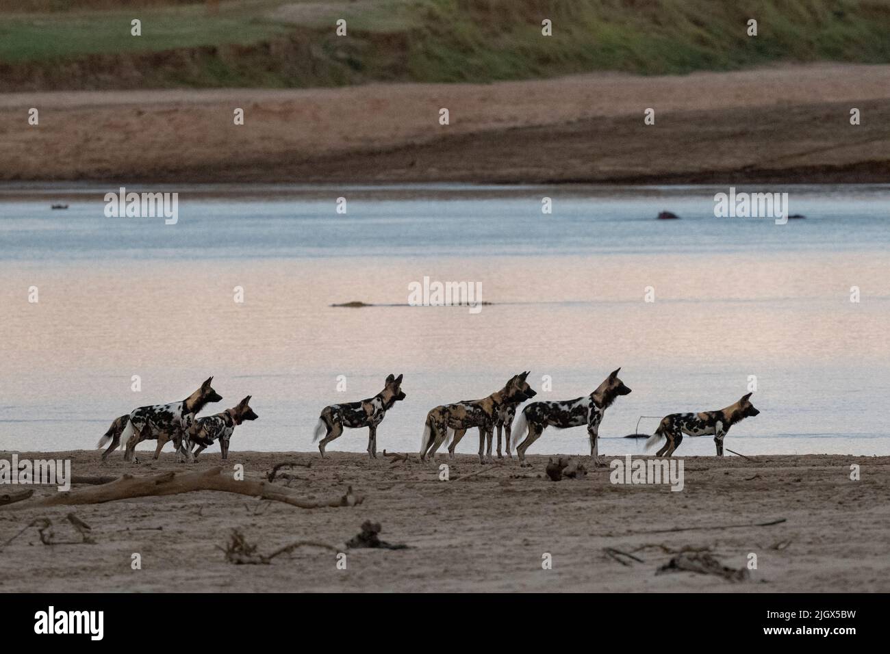 Zambia, Parco Nazionale di Luangwa Sud. Cani selvatici africani (SELVATICI: Lycaon pictus) dal Manzi Pack lungo il fiume Luangwa. Foto Stock