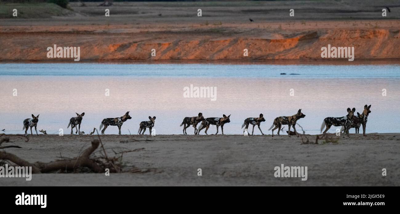 Zambia, Parco Nazionale di Luangwa Sud. Cani selvatici africani (SELVATICI: Lycaon pictus) dal Manzi Pack lungo il fiume Luangwa. Foto Stock