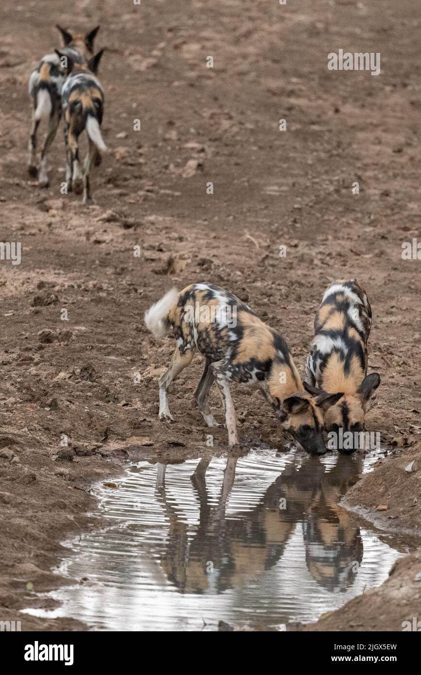 Zambia, Parco Nazionale di Luangwa Sud. Cani selvatici africani (SELVATICI: Lycaon pictus) dal Manzi Pack bere. Foto Stock