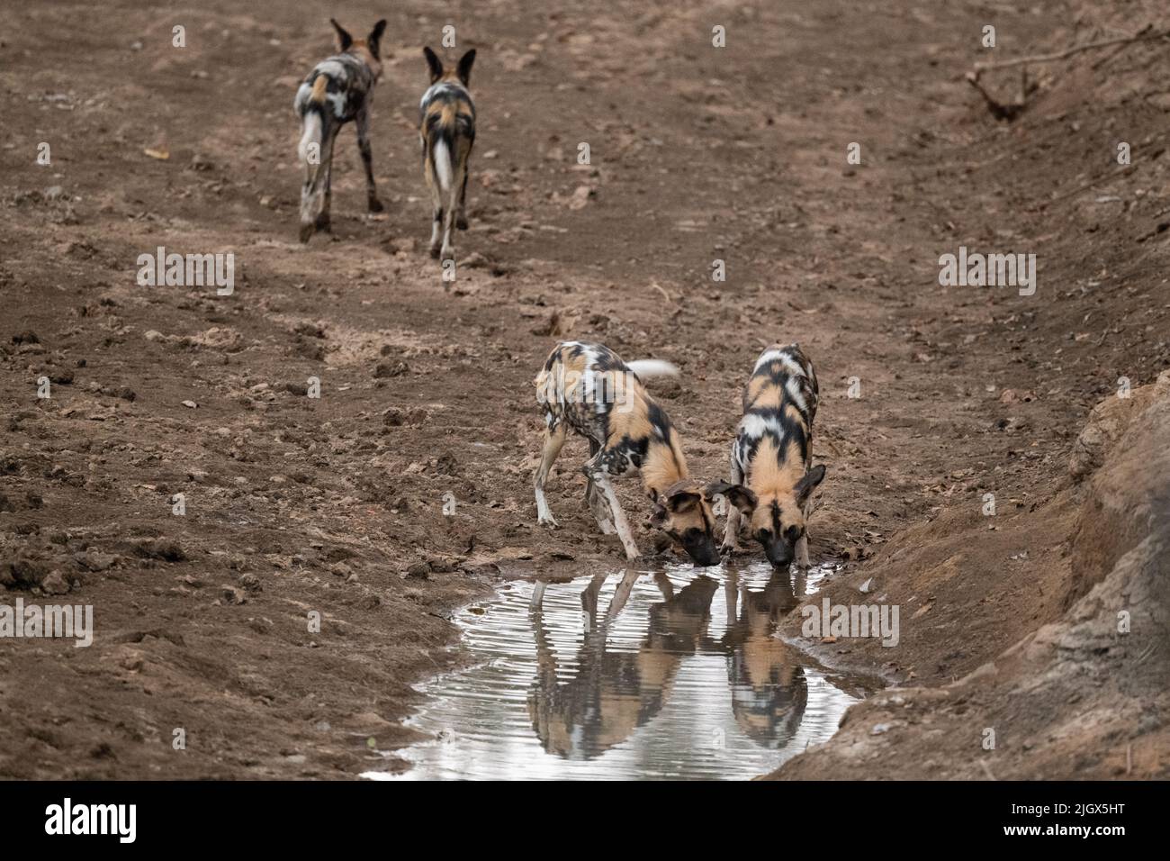 Zambia, Parco Nazionale di Luangwa Sud. Cani selvatici africani (SELVATICI: Lycaon pictus) dal Manzi Pack bere. Foto Stock