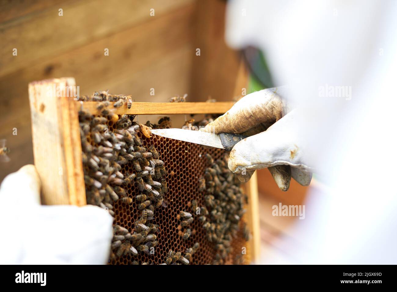 Vista ravvicinata di un apicoltore che rimuove il miele da un pannello con un coltello Foto Stock