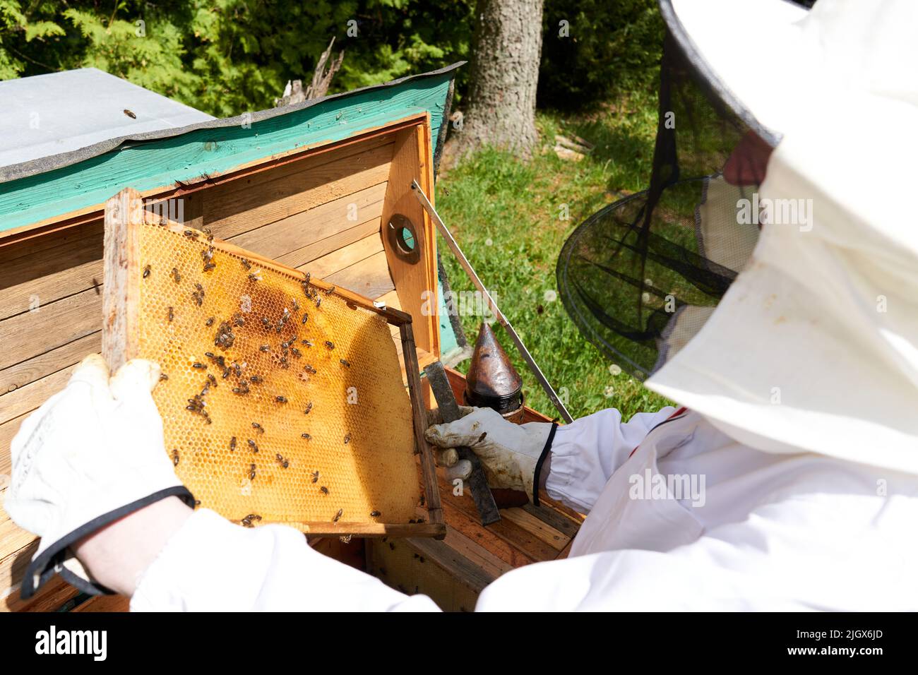 apicoltore protetto che controlla la produzione di miele di un alveare di api Foto Stock