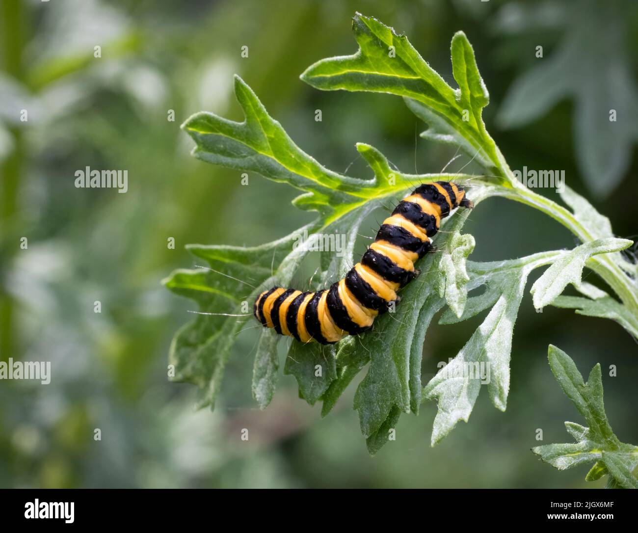 il cinghiale giallo e nero della Moth Cinnabar (Tyria jacobaeae), che si alimenta sulle foglie di una pianta di Ragwort Foto Stock