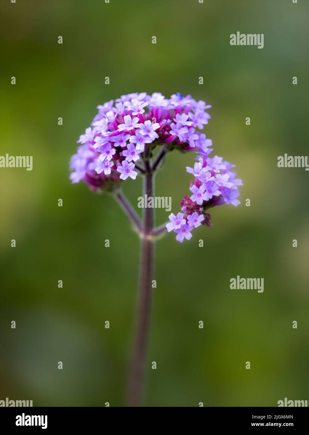 Un primo piano di un fiore Verbena con uno sfondo morbido fuori fuoco Foto Stock