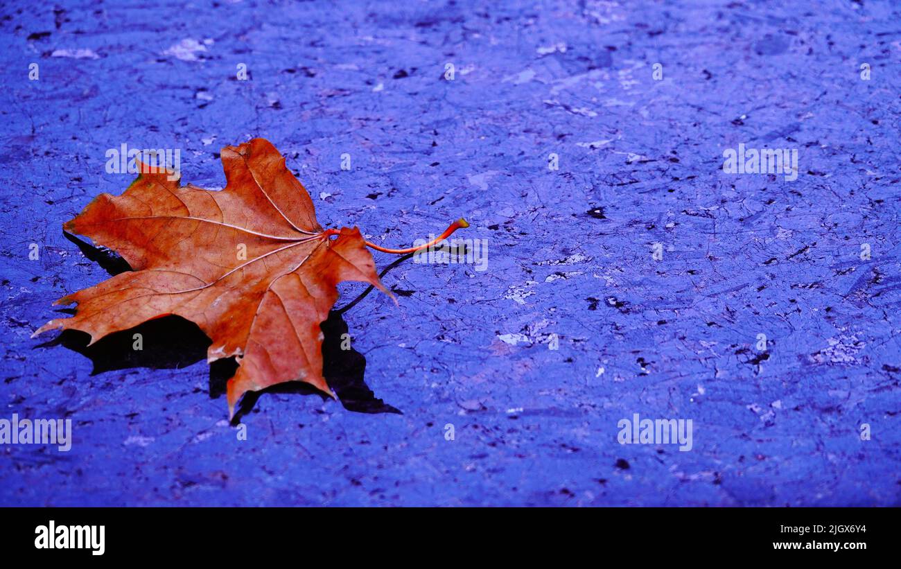 Una foglia autunnale giace su marmo scuro, come un triste ricordo di una persona amata che non c'è. Foto Stock