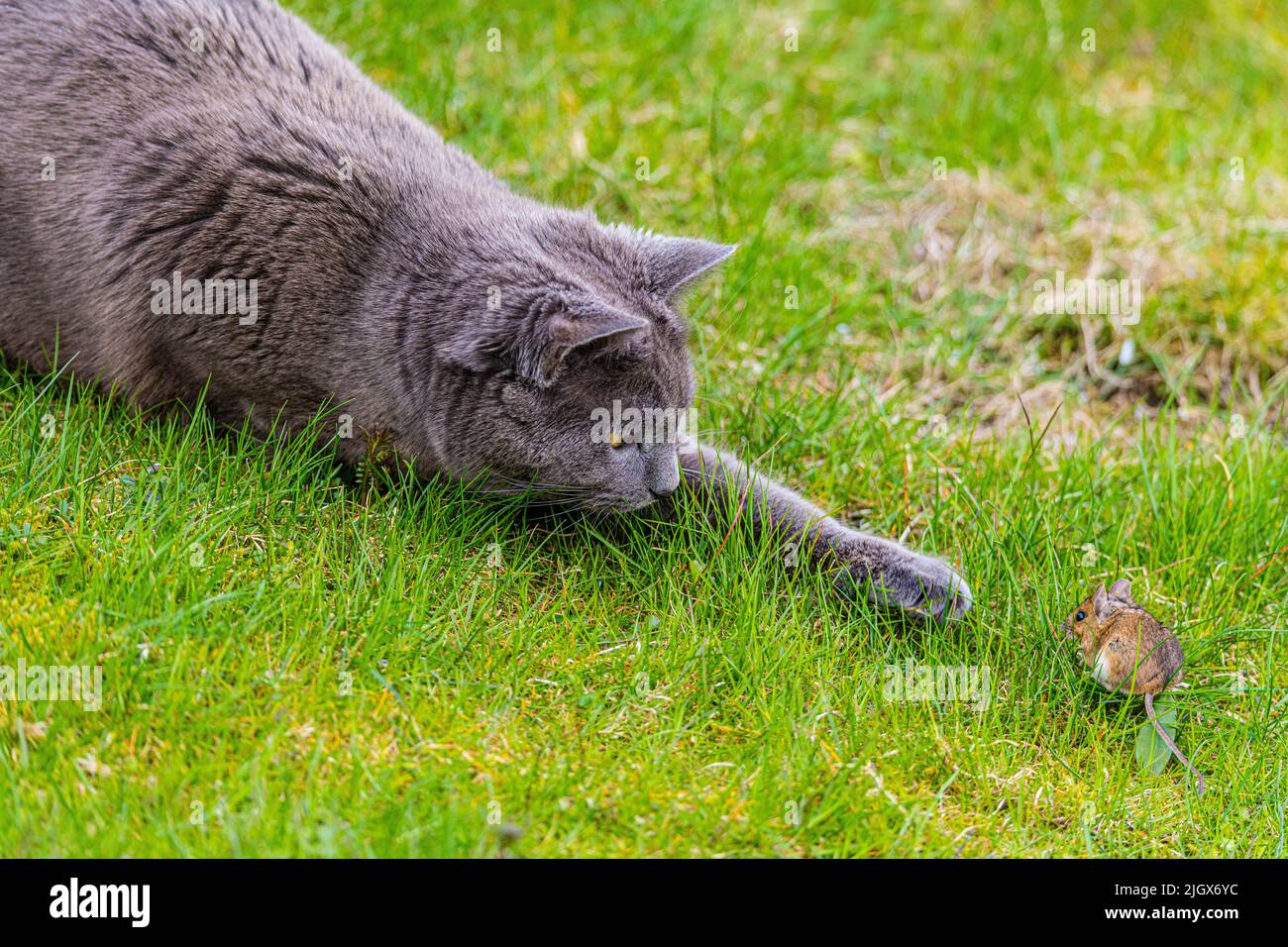 Gatto giocando con un piccolo mouse Foto Stock