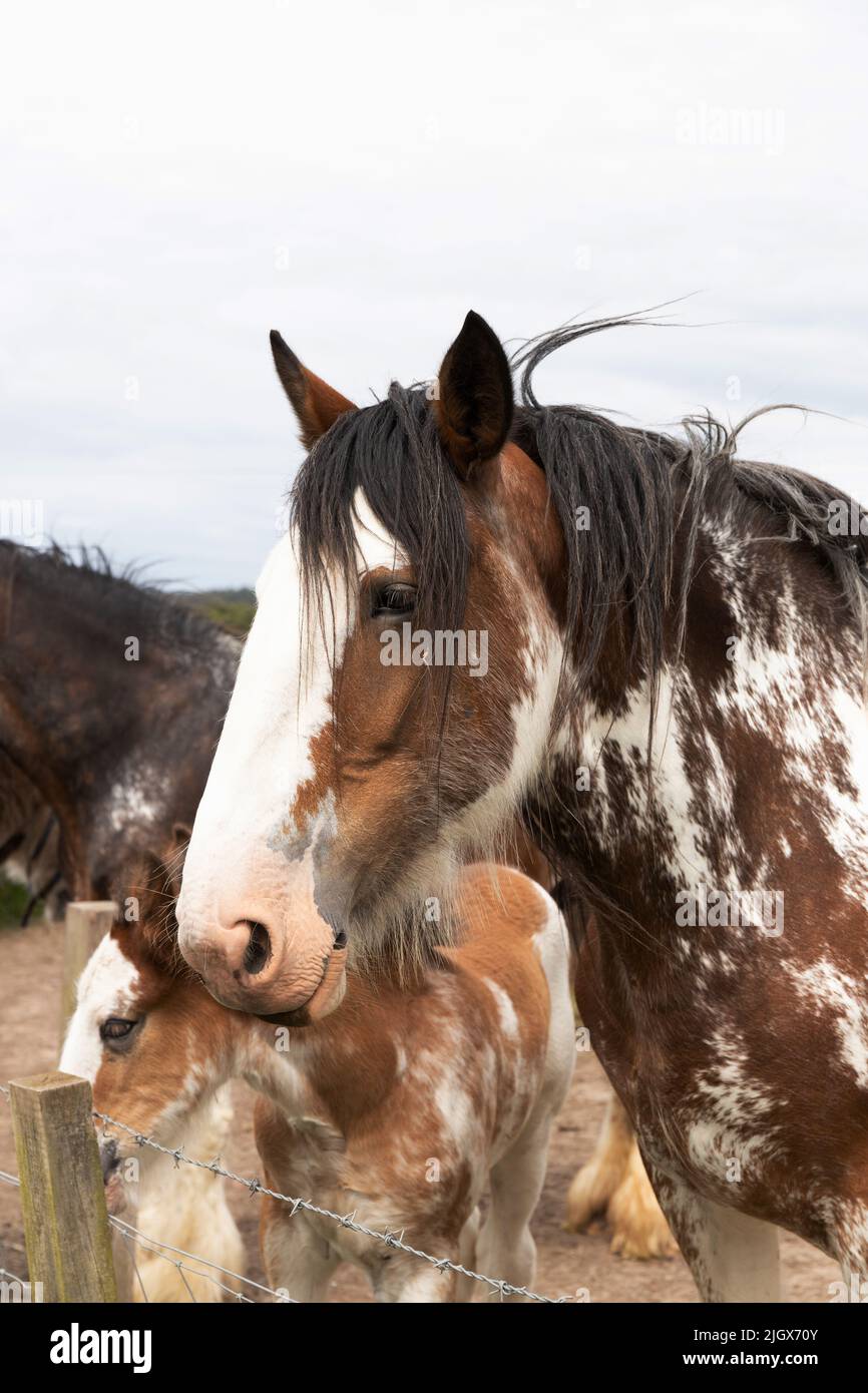 Clydesdale Heavy Horse con un foal che guarda sopra una recinzione Foto Stock