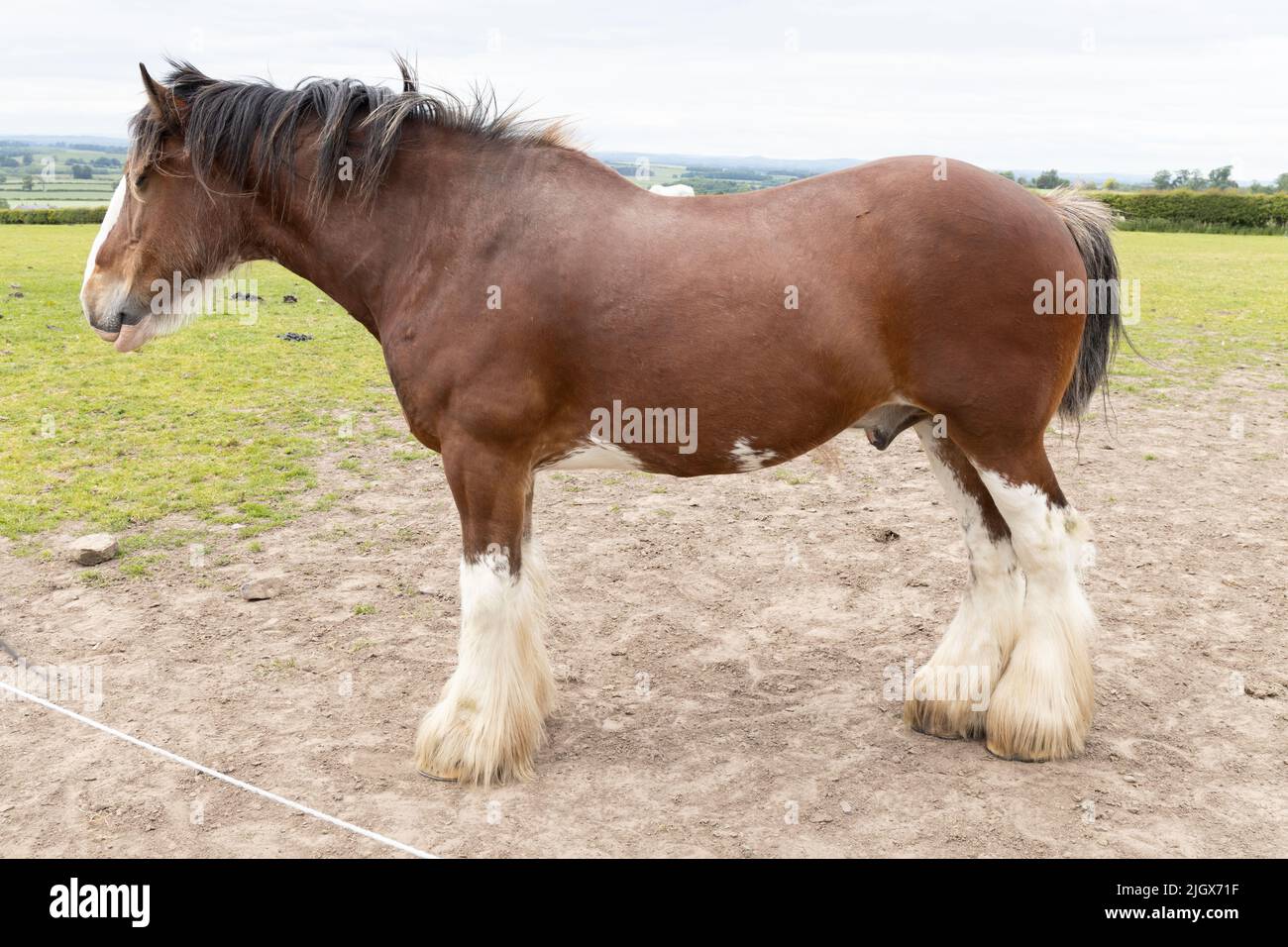 Foto del profilo di Clydesdale Heavy Horse. Foto Stock