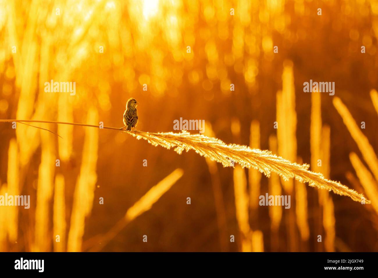 serata girato sfondo arancione con uccello. Foto Stock