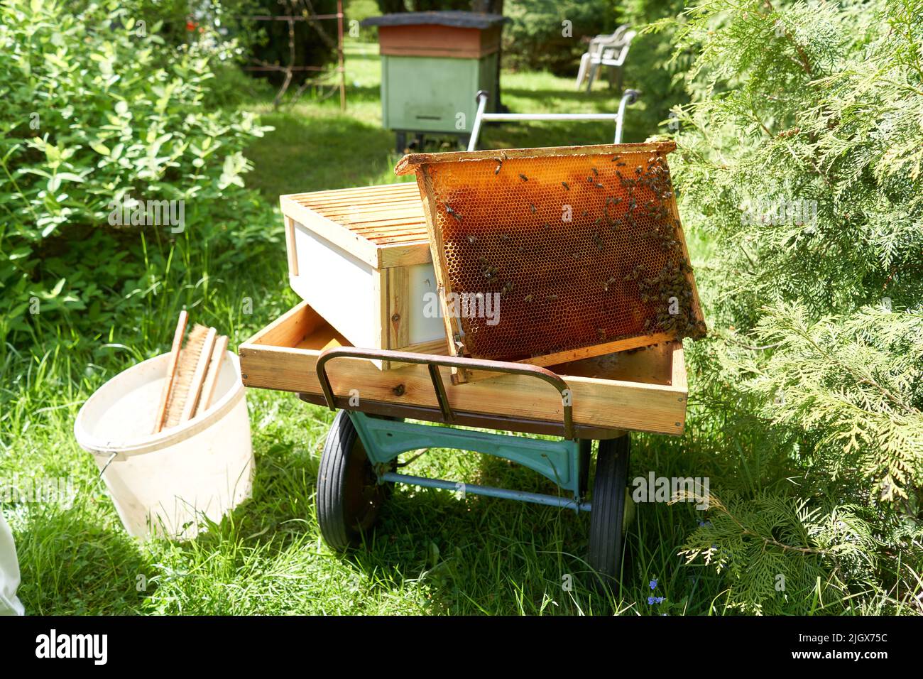 Carriola con strumenti per rimuovere il miele da un pannello di un alveare artificiale Foto Stock