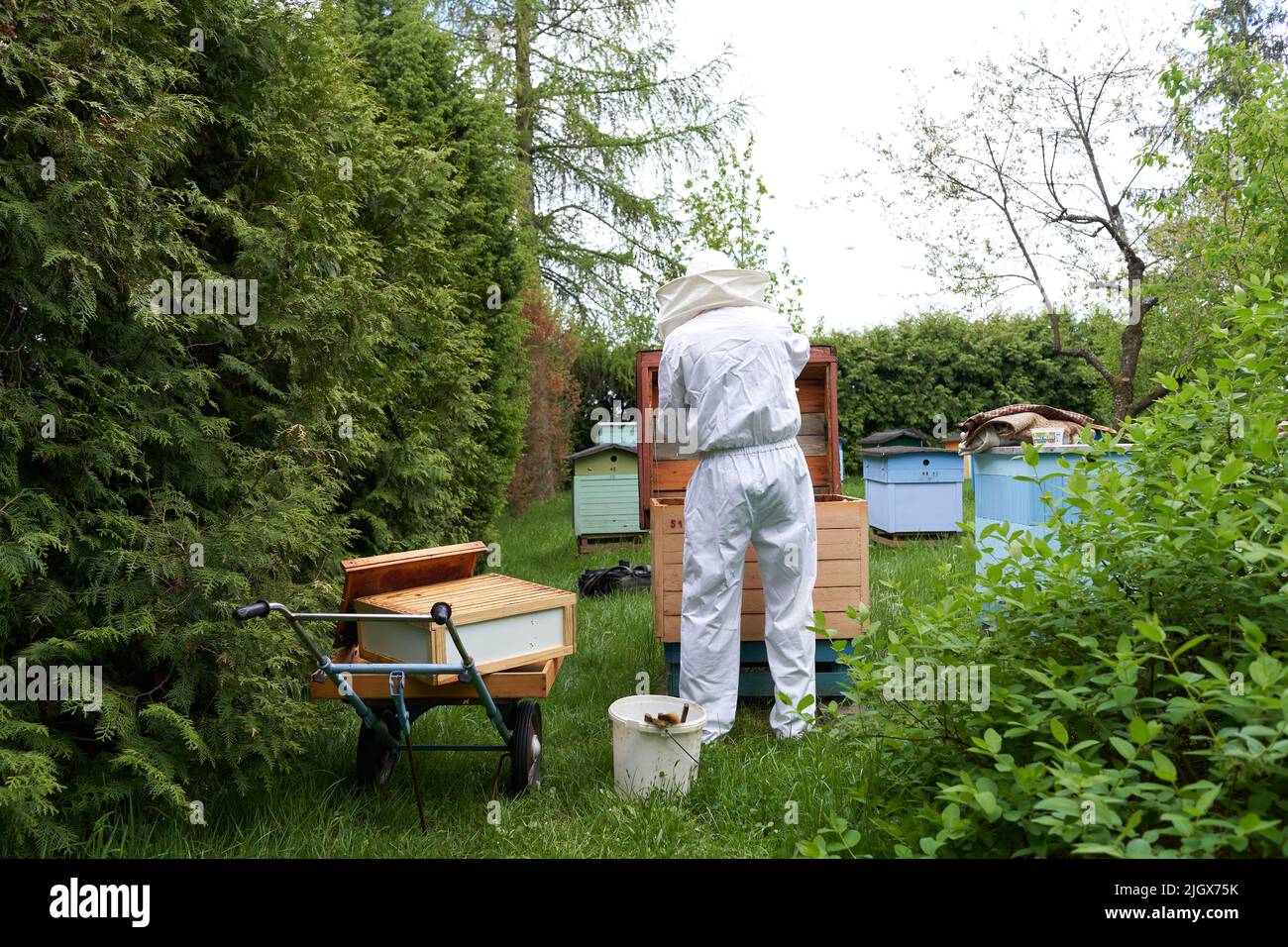 Uomo in piedi mentre lavora in una fattoria di produzione di miele Foto Stock
