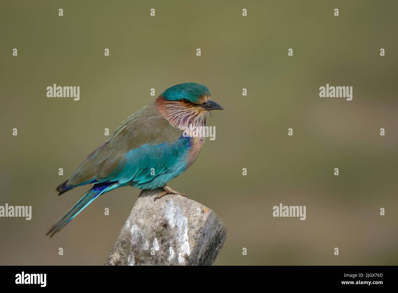 Rullo indiano (Coracias benghalensis) bellissimo ritratto. Foto Stock