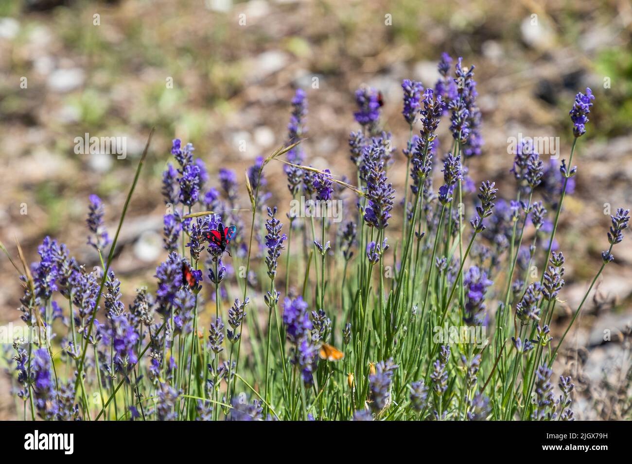 Gli steli fiorali della lavanda vera selvatica (Lavandula angustifolia) crescono densamente sull'altopiano di Serre Chauvière nelle montagne del Vercors, in Francia. Una falena diurna con ali a motivi rossi e neri, probabilmente una zigena (genere Zygaena), riposa tra di loro. La lavanda selvatica attira molti insetti. Foto Stock