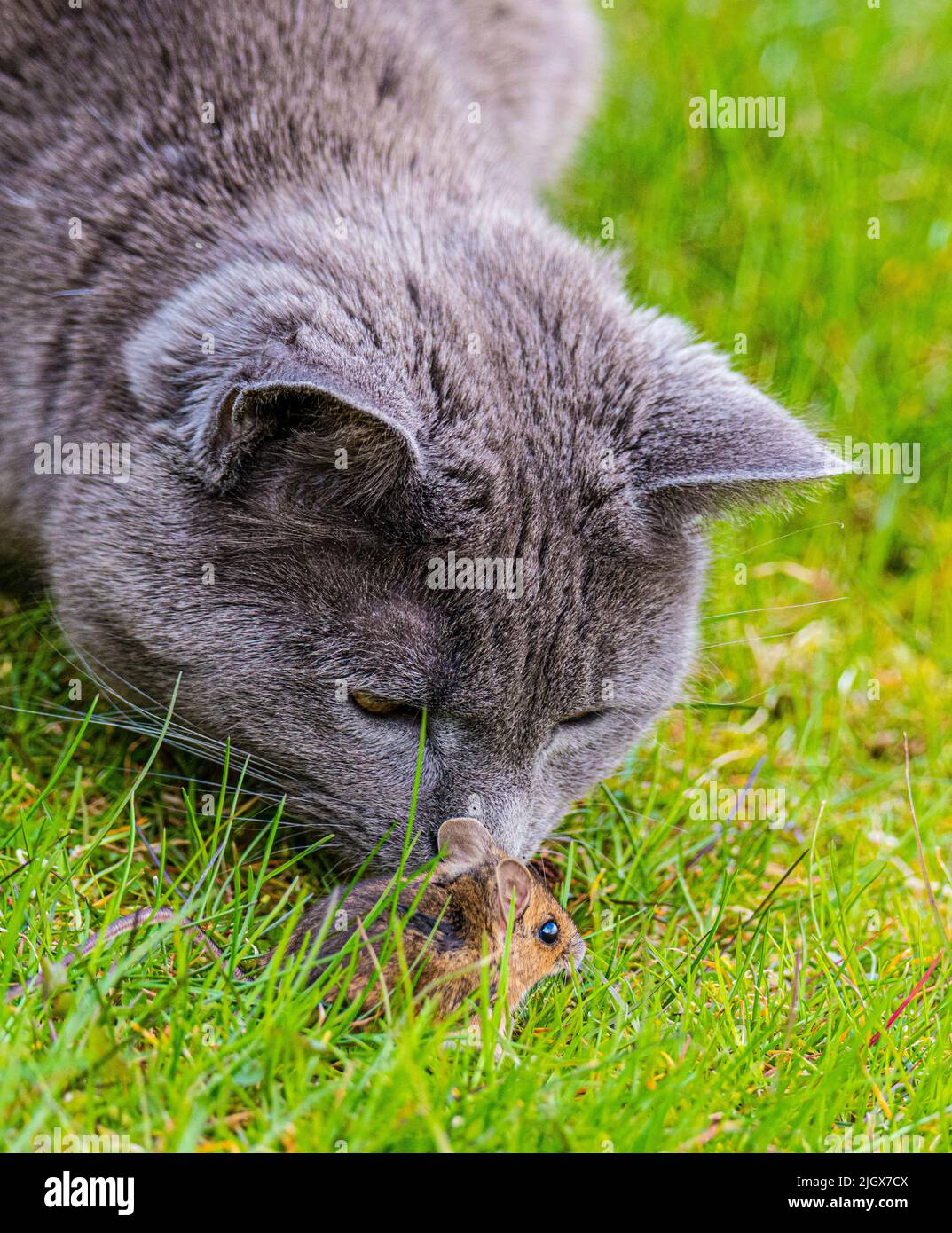 Gatto giocando con un piccolo mouse Foto Stock