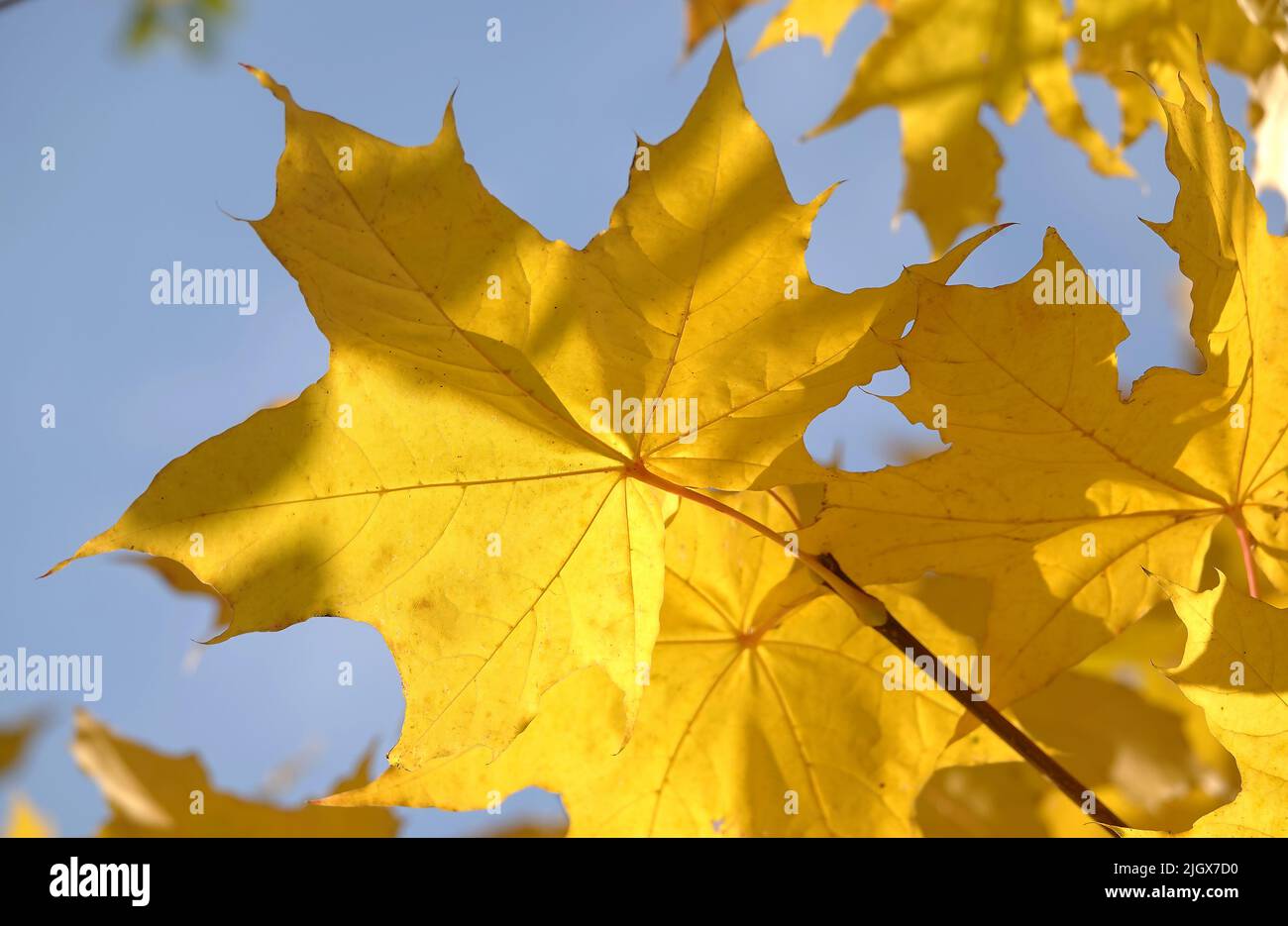 Foglia d'autunno su un ramo d'albero in raggi solari di luce Foto Stock