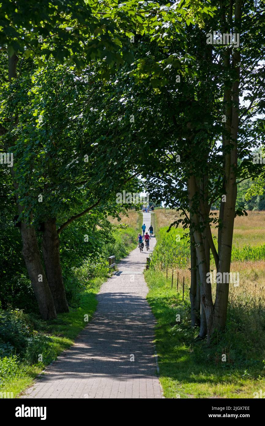 Pista ciclabile, Wustrow, Meclemburgo-Pomerania occidentale, Germania Foto Stock