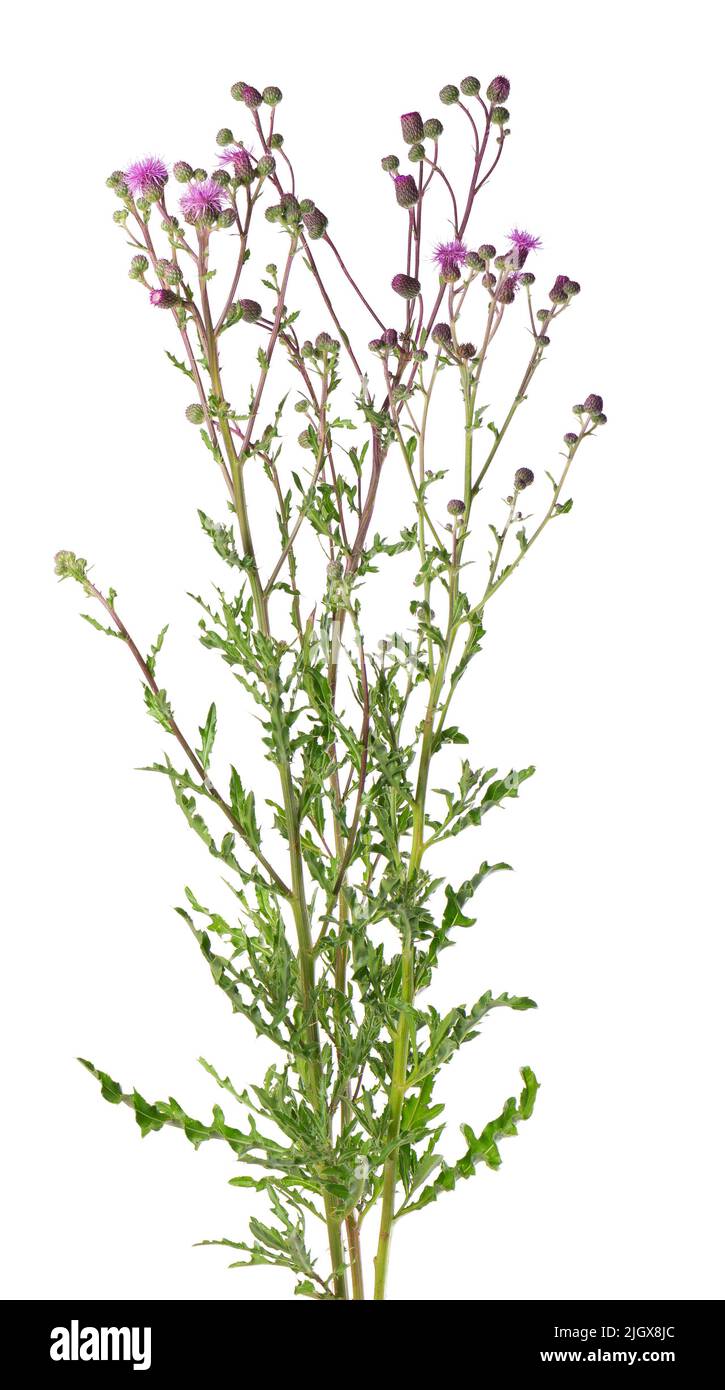Cespuglio di arvense Cirsium con fiori, isolato su sfondo bianco. Medicina di erbe. Tracciato di ritaglio Foto Stock
