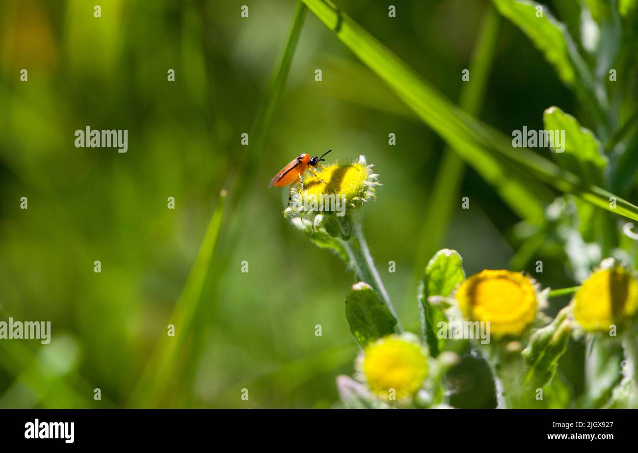 Natural World Biostiversity Concept - primo piano di un insetto che foraging su un fiore selvatico Foto Stock