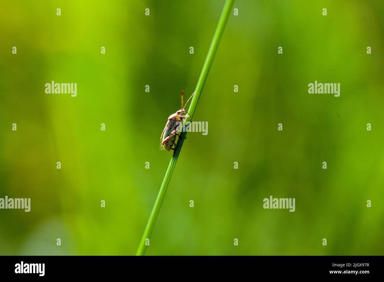 Concetto di biodiversità del mondo naturale - primo piano di un insetto su un gambo di pianta Foto Stock