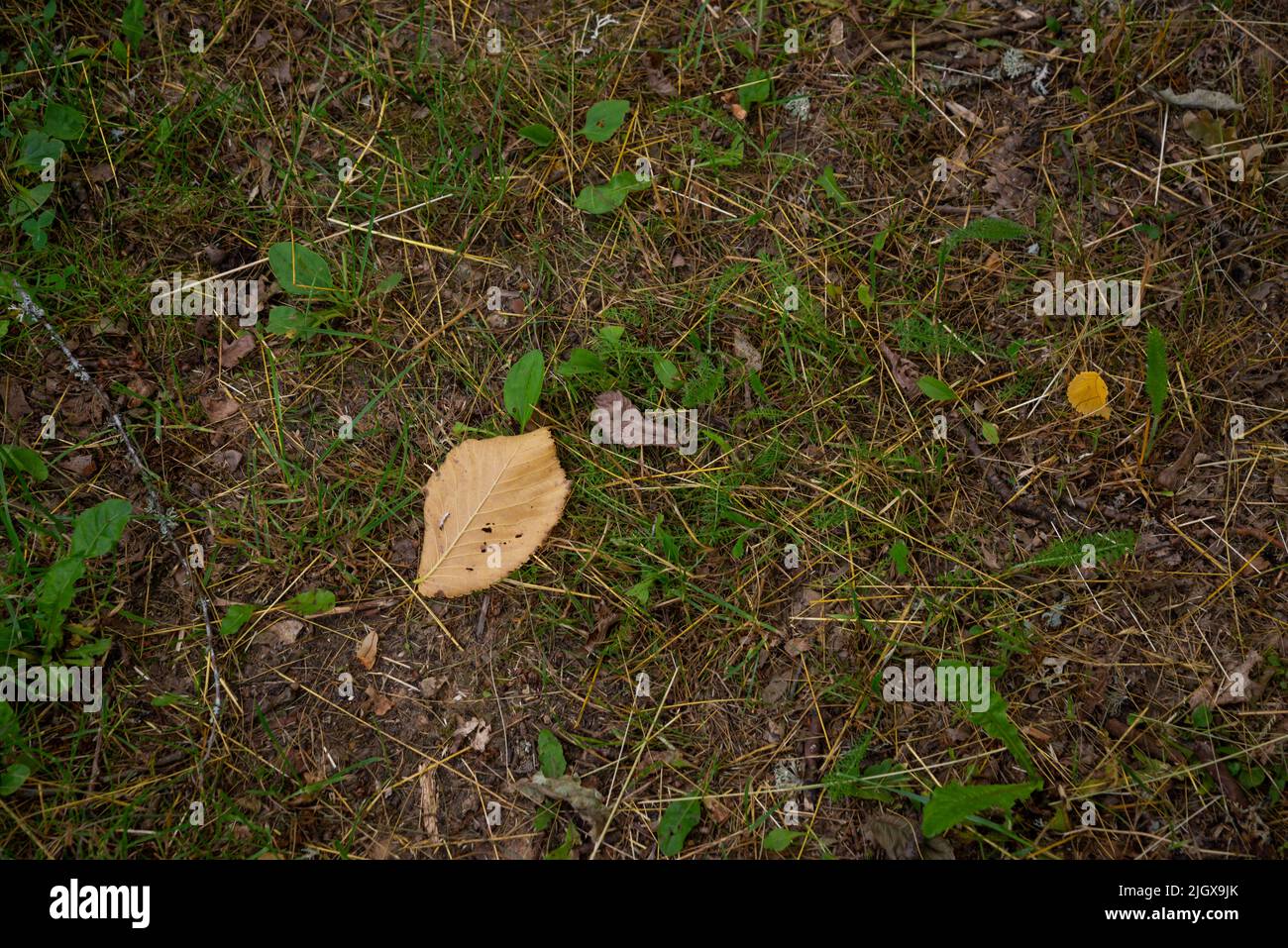 Autunno caduto foglie in erba verde Foto Stock