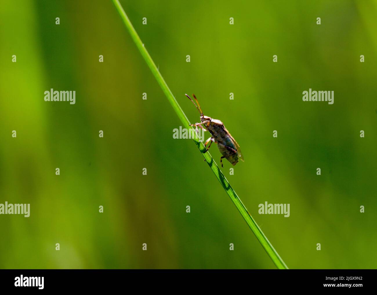 Concetto di biodiversità del mondo naturale - primo piano di un insetto su un gambo di pianta Foto Stock