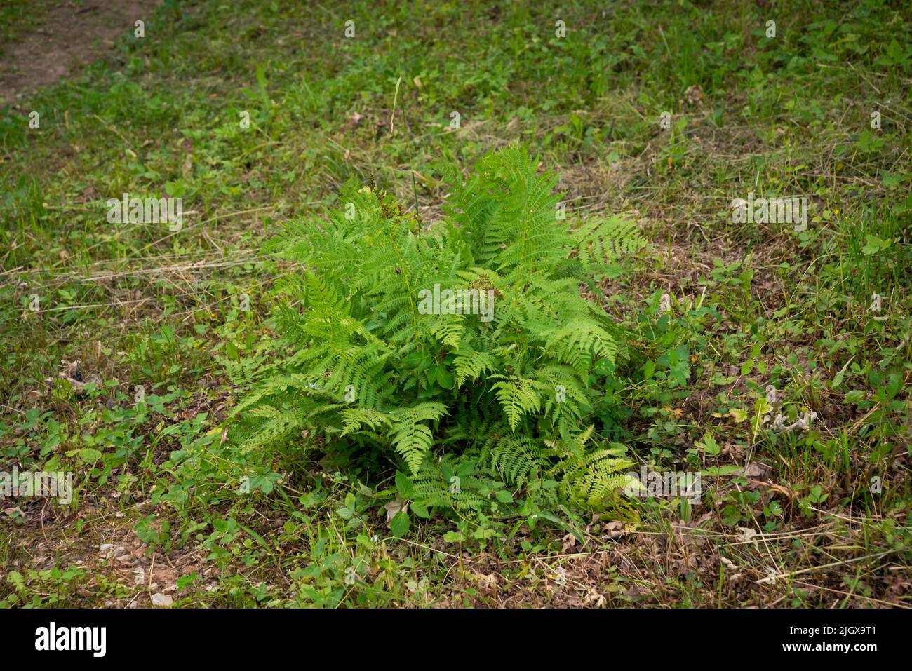 Bella foglia di felce texture in natura. Felci naturali sfondo Fern foglie primo piano felci natura. Fern piante in foresta sfondo delle felci Natur Foto Stock