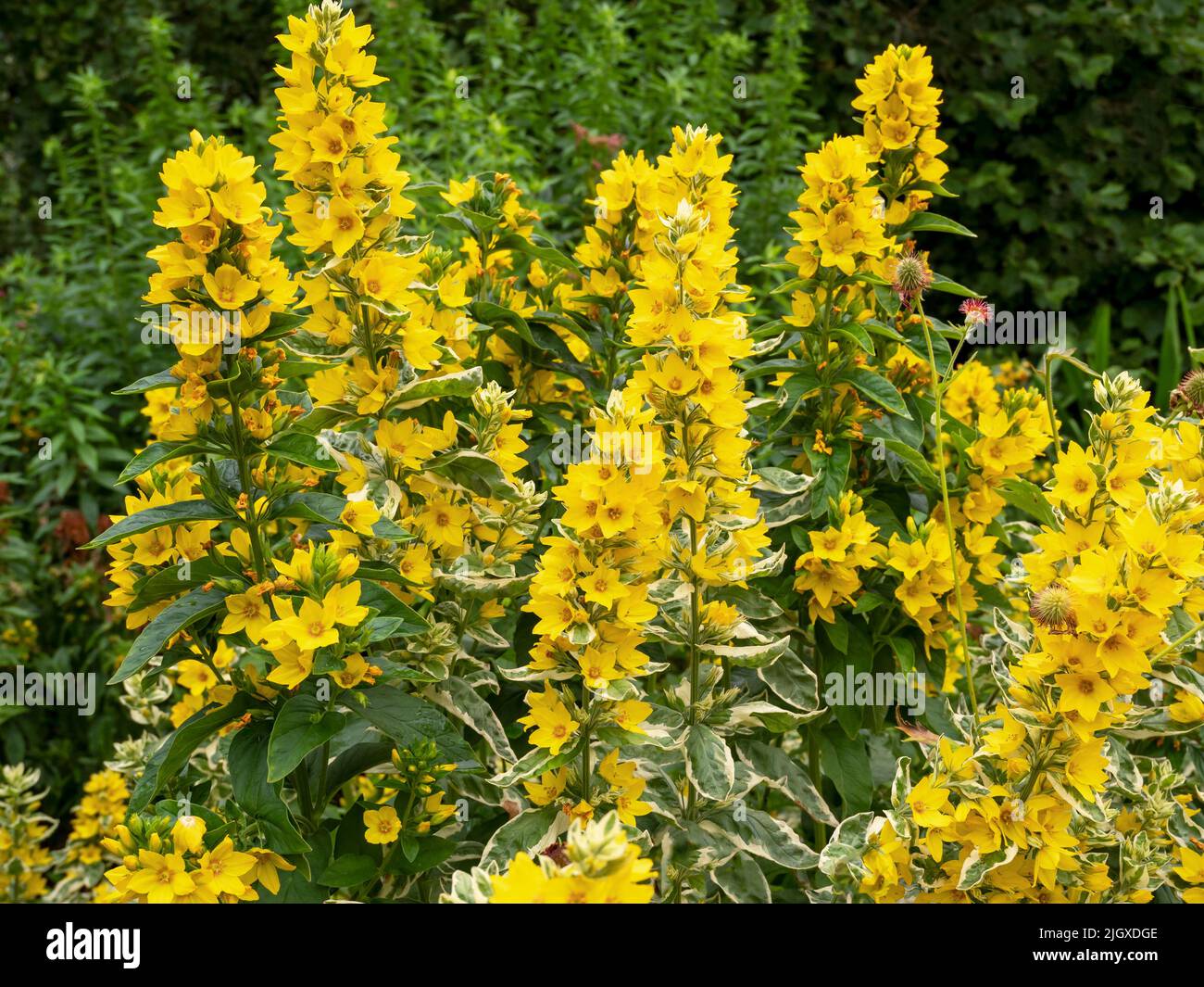 Giallo Loosestrife Lysimakia punctata Alexander fioritura in un giardino Foto Stock