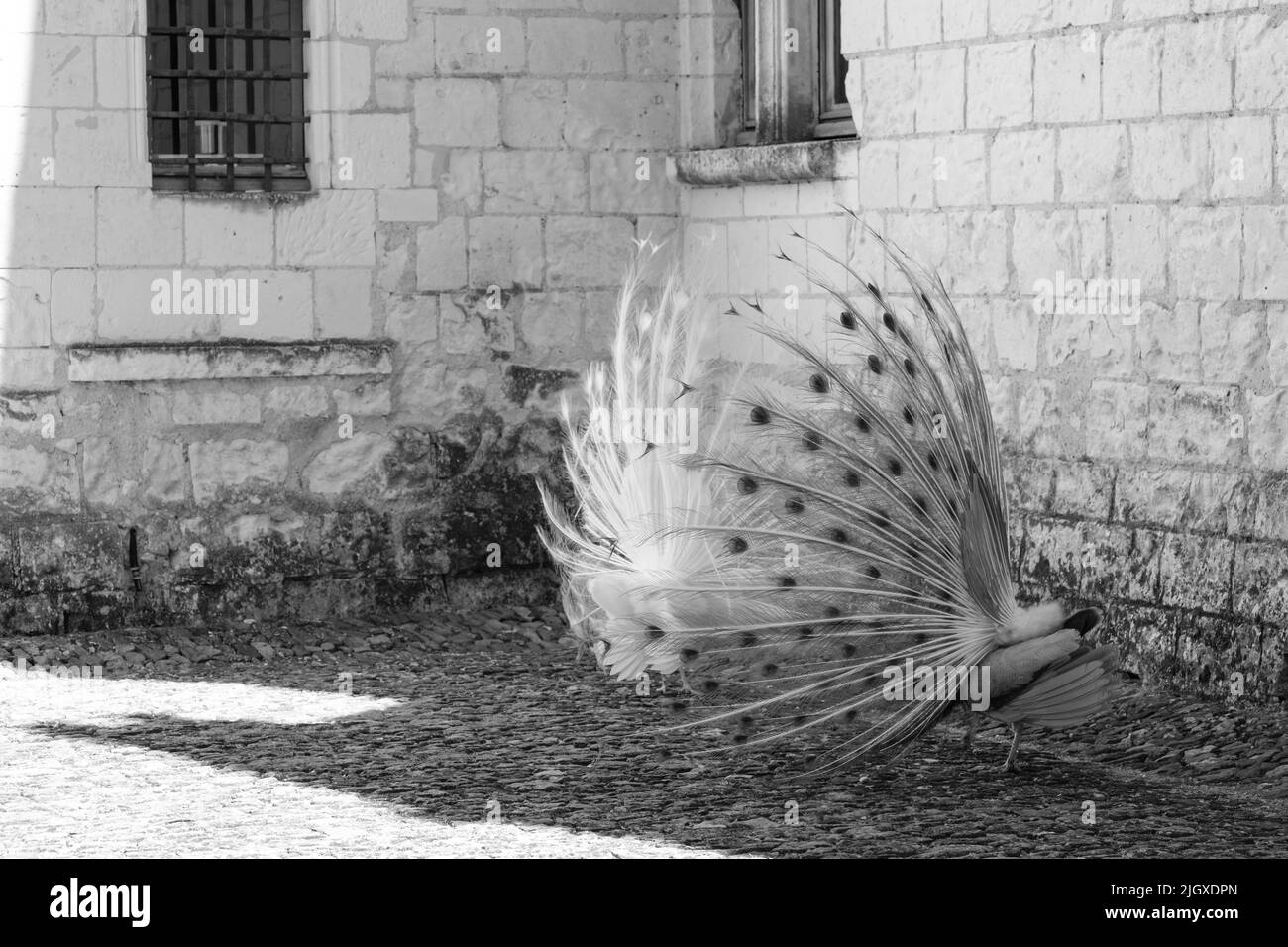 Due paia, una bianca e l'altra opale, con piume in un rituale di accoppiamento nel giardino di Chateau du Rivau, Loira, Francia Foto Stock