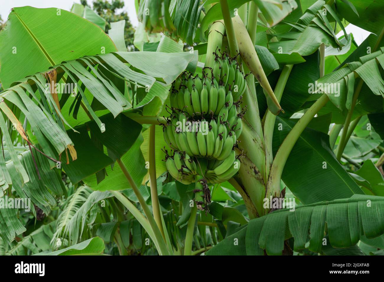 Banana fattoria in stagione piovosa, le banane hanno una bella frutta. Foto Stock