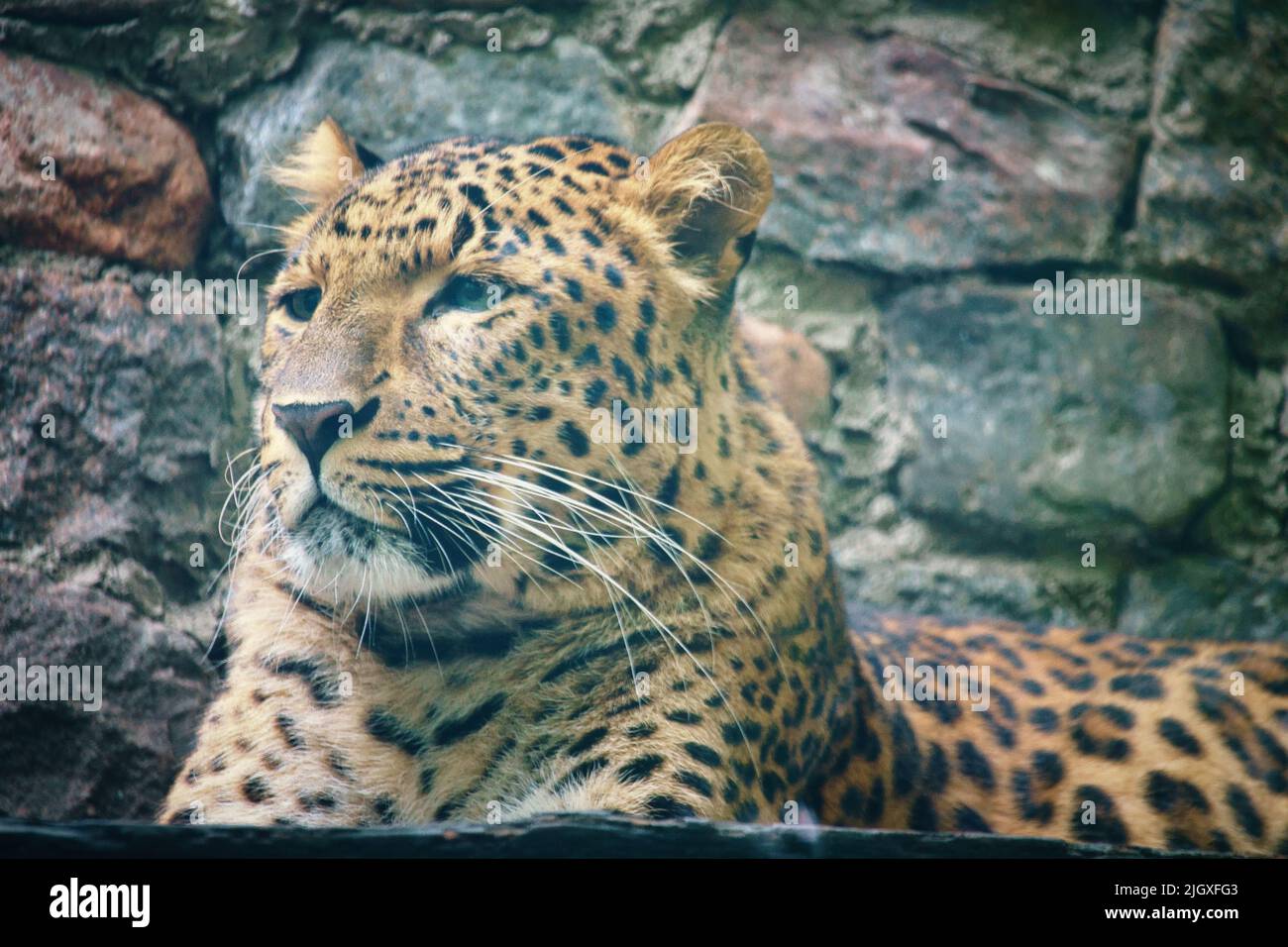 Jaguar sdraiata dietro l'erba. Pelliccia macchiata. Il gatto grande è un predatore. Guardando verso lo spettatore. Foto animale di un cacciatore Foto Stock