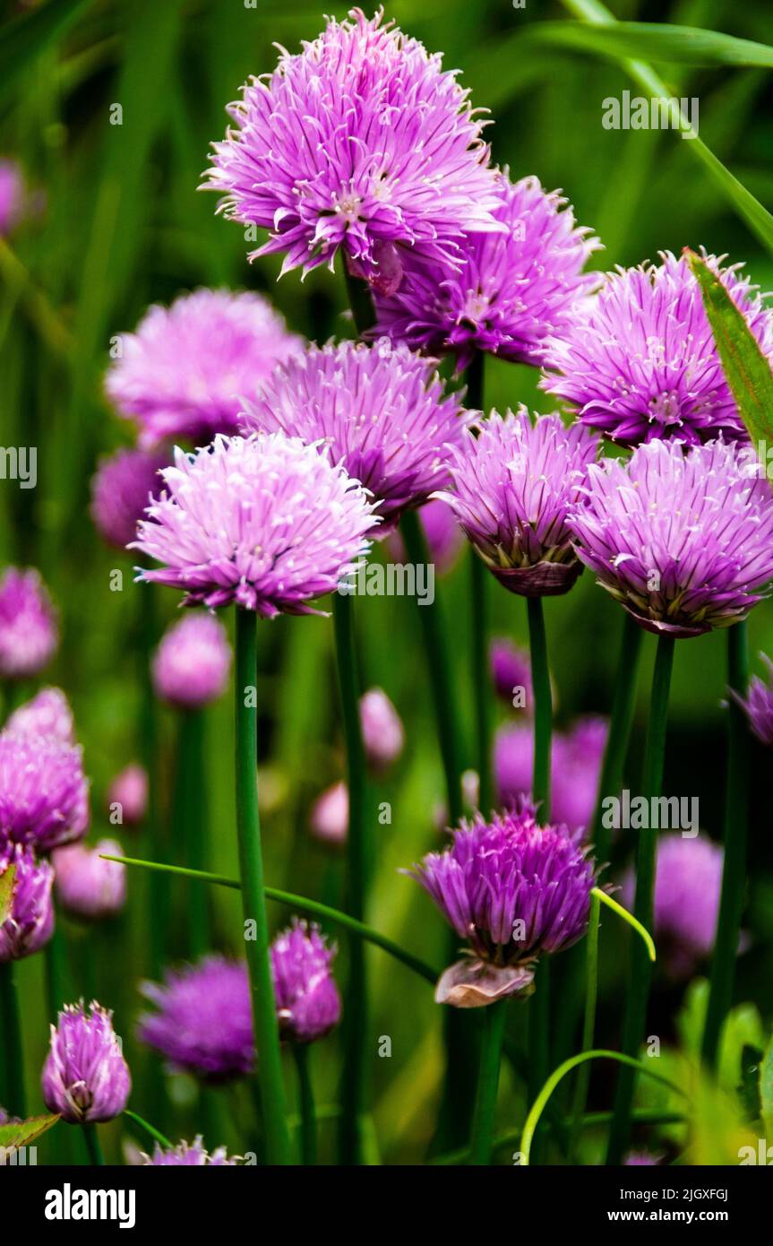 Aster in Virginia, Irlanda. Foto Stock