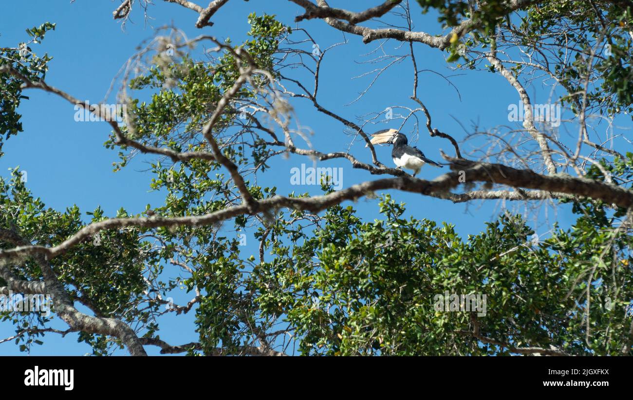 Grande hornbill indiano in habitat naturale. Il grande hornbill indiano è uno dei membri più grandi del hornbill. Foto Stock