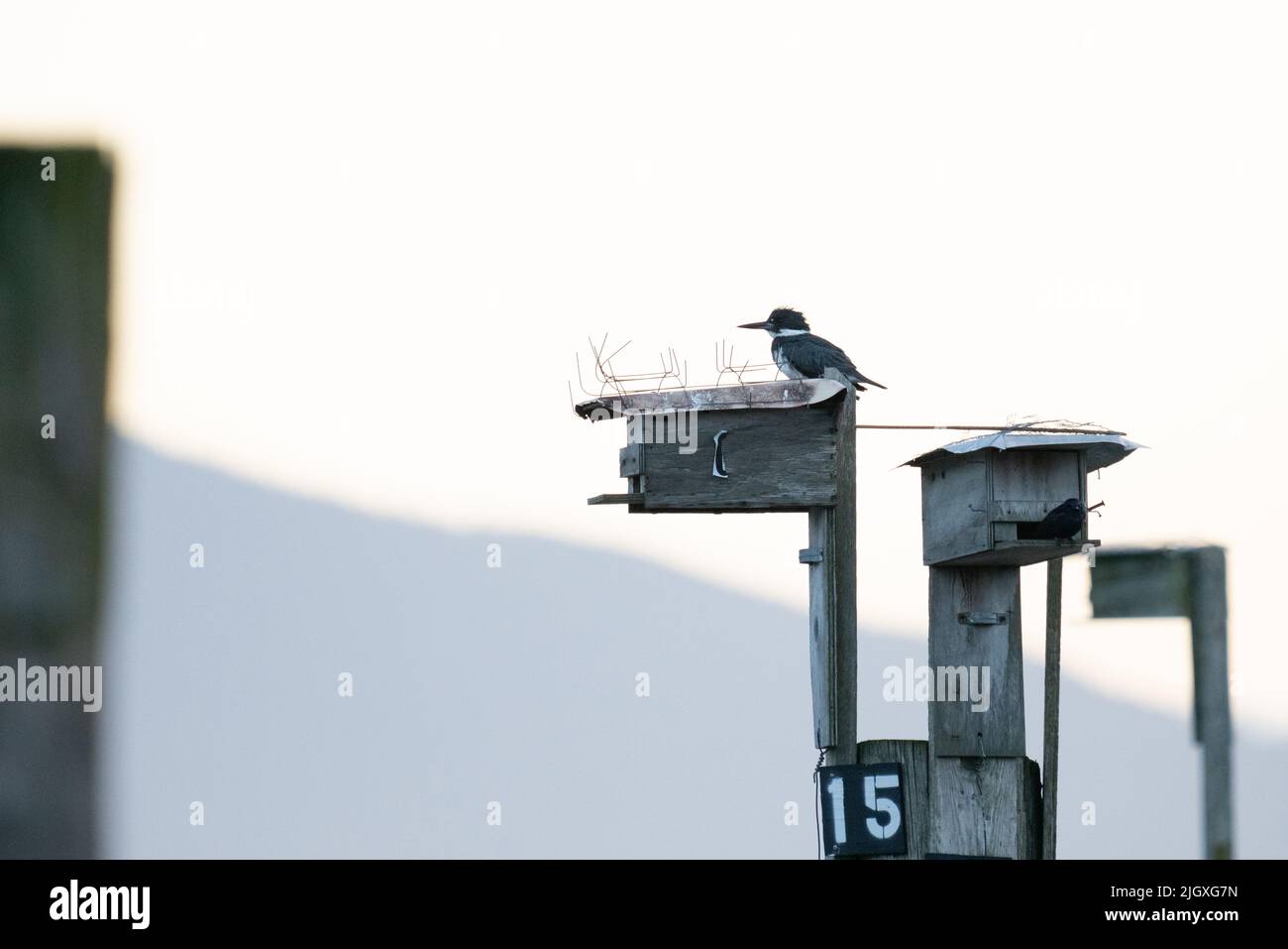 Vista laterale di un Martin pescatore con cintura su una casa di uccelli Foto Stock