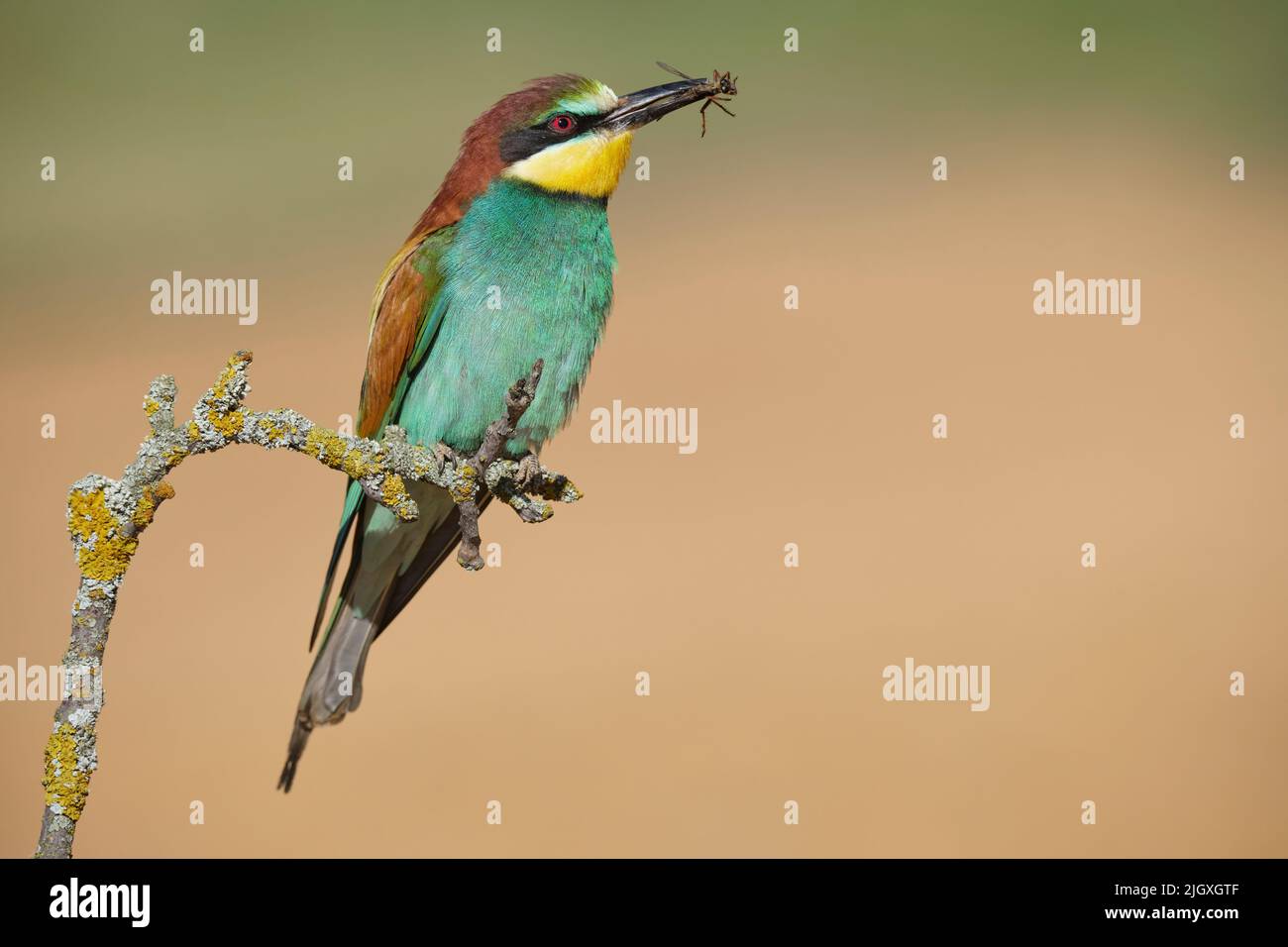 MEROPS uccello apiaster con insetto su ramoscello di muschio Foto Stock