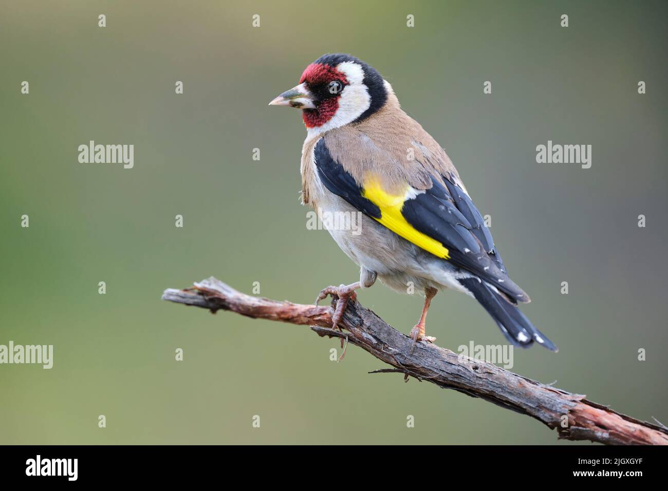 Pinch d'oro europeo su ramo d'albero Foto Stock