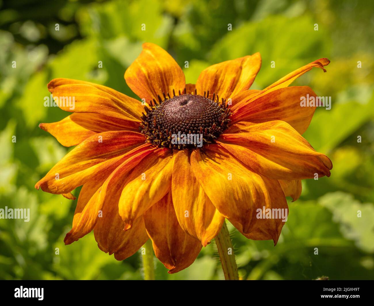 Rudbeckia Butterscotch Biscuit fiori che crescono in un giardino britannico. Foto Stock