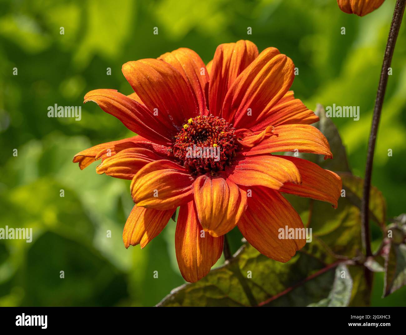 Heliopsis Helianthoides 'Red Shades' fiori che crescono in un giardino britannico in estate. Foto Stock