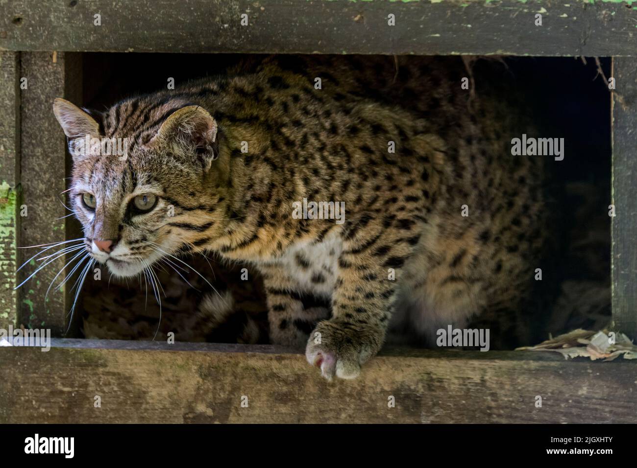 Gatto di Geoffroy (Leopardus geoffroyi / Oncifelis geoffroyi), originario del Sud America meridionale e centrale, in recinto allo zoo Parc des Félins, Francia Foto Stock