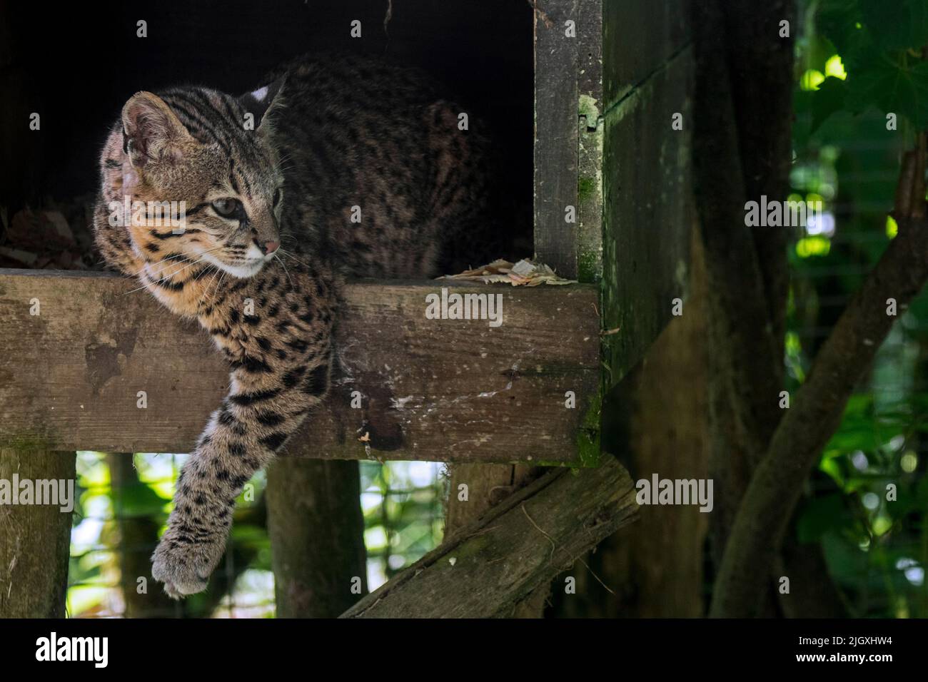 Gatto di Geoffroy (Leopardus geoffroyi / Oncifelis geoffroyi), originario del Sud America meridionale e centrale, in recinto allo zoo Parc des Félins, Francia Foto Stock