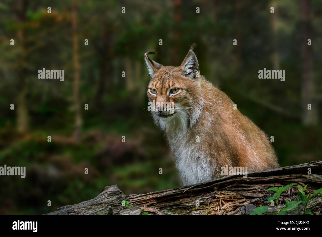 Lynx siberiana orientale (Lynx lynx wrangeli / Lynx lynx cervicaria) nella foresta, sottospecie della lynx eurasiatica originaria dell'Estremo Oriente russo Foto Stock