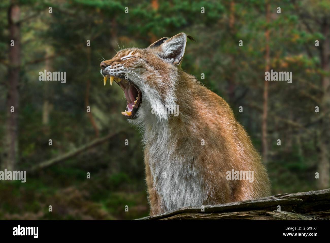 Lynx siberiana orientale (Lynx lynx wrangeli / Lynx lynx cervicaria) sbadiglio nella foresta, che mostra bocca aperta con fangs grandi / canini, nativo della F russa Foto Stock