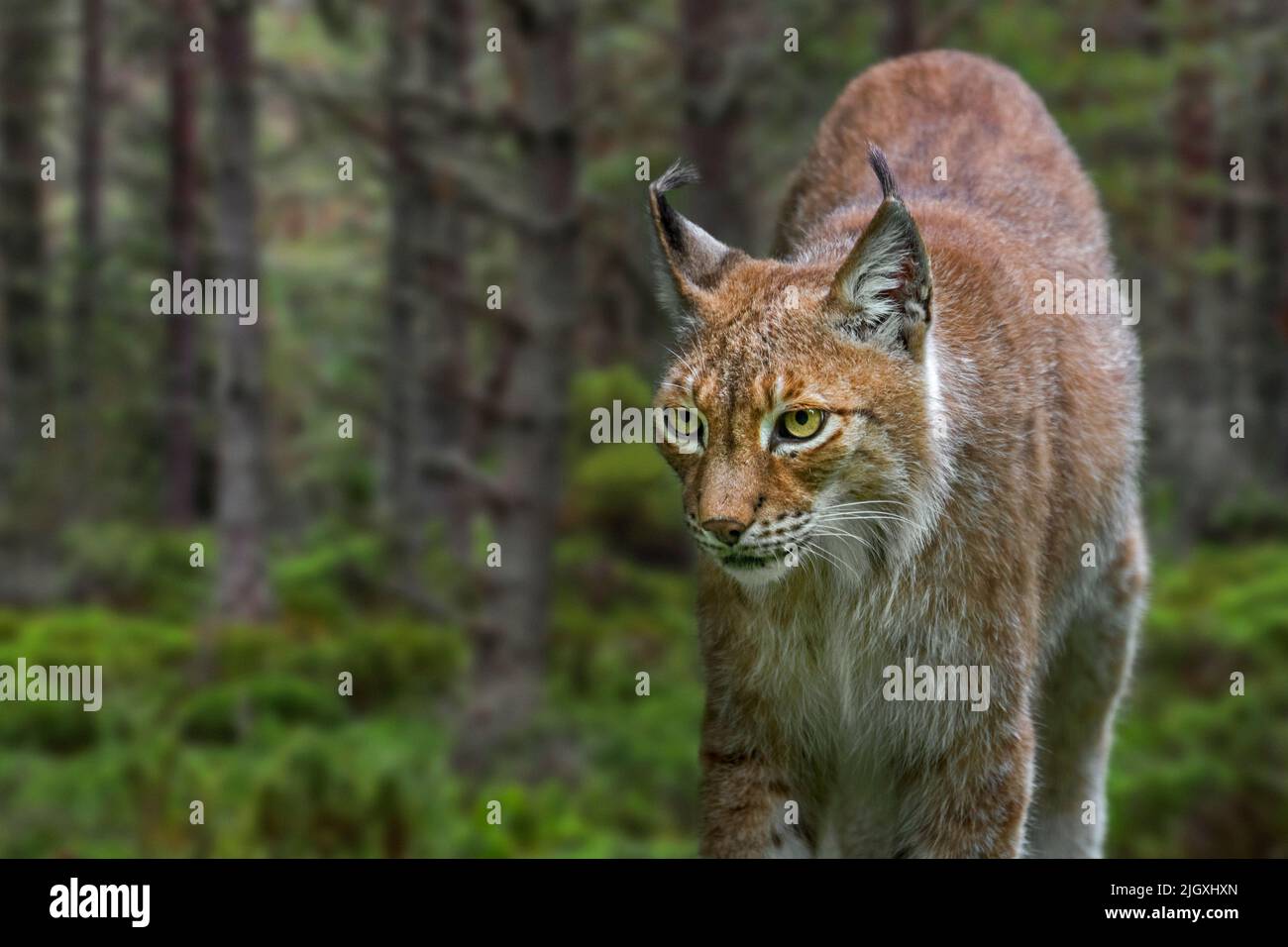 Lynx siberiana orientale (Lynx lynx wrangeli / Lynx lynx cervicaria) nella foresta, sottospecie della lynx eurasiatica originaria dell'Estremo Oriente russo Foto Stock