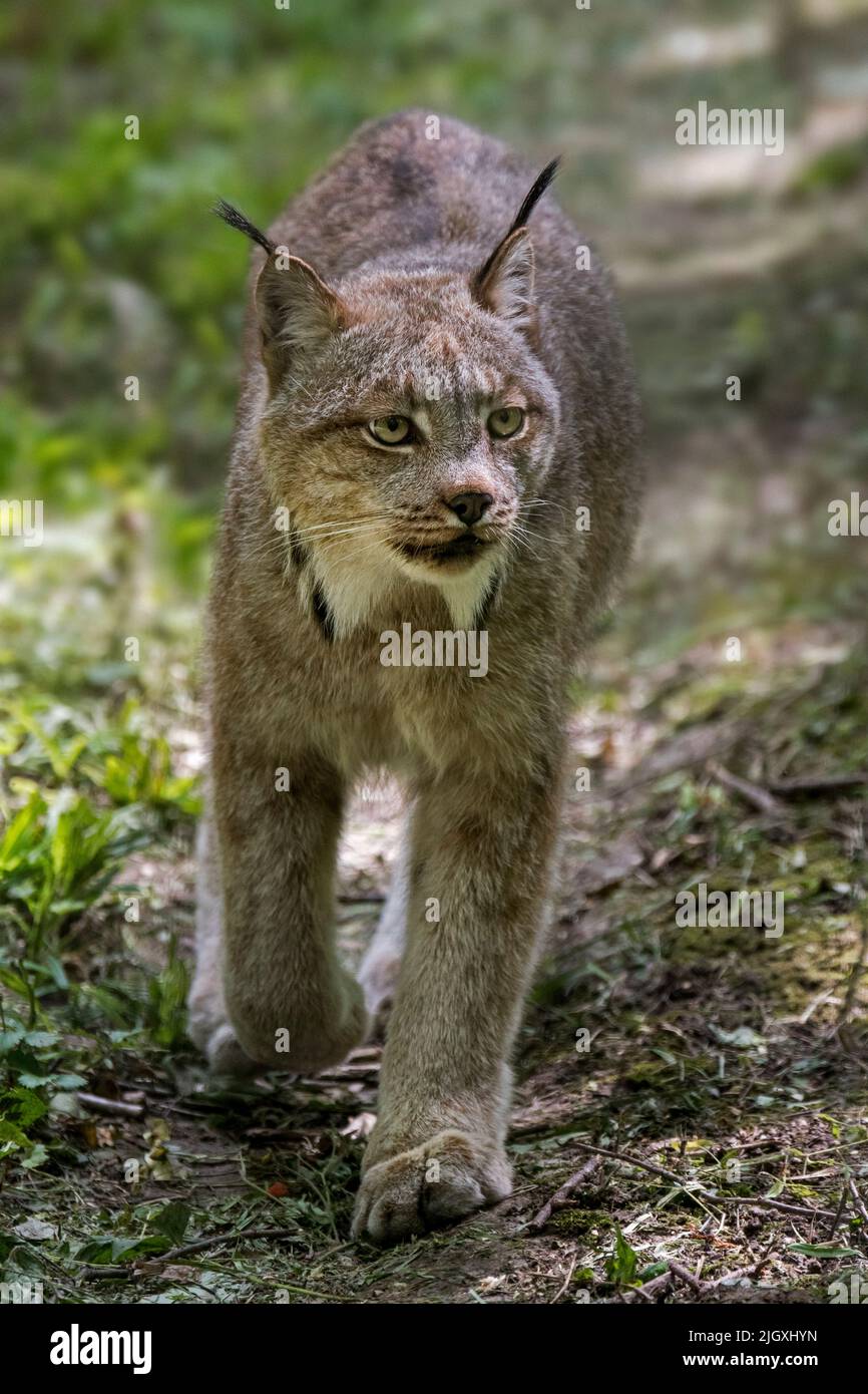 Canada lynx (Lynx canadensis), felide nordamericana di medie dimensioni che si estende in Alaska, Canada e Nord Stati Uniti Foto Stock