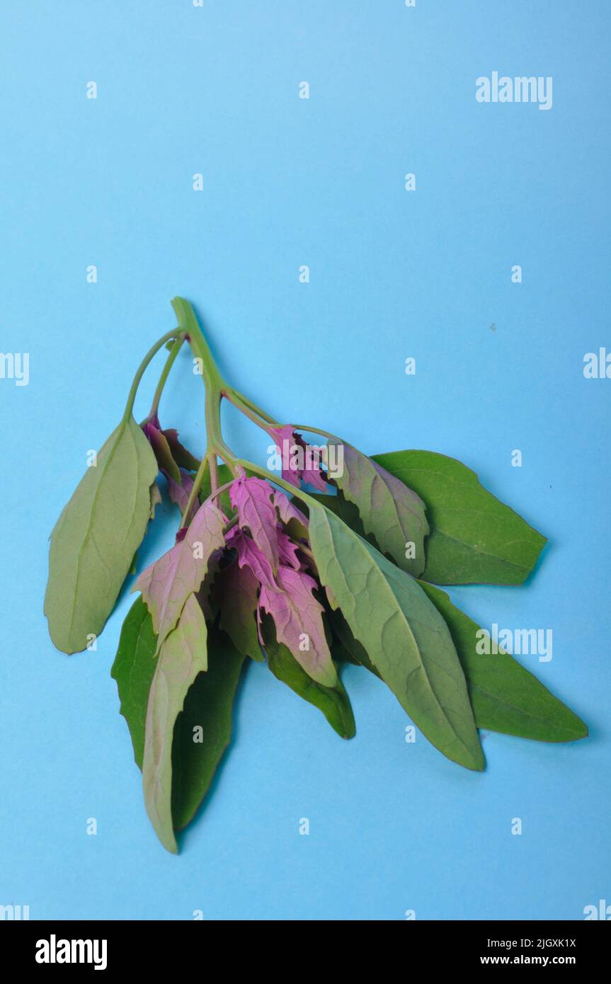 Atriplex hortensis, Chenopod su sfondo blu Foto Stock