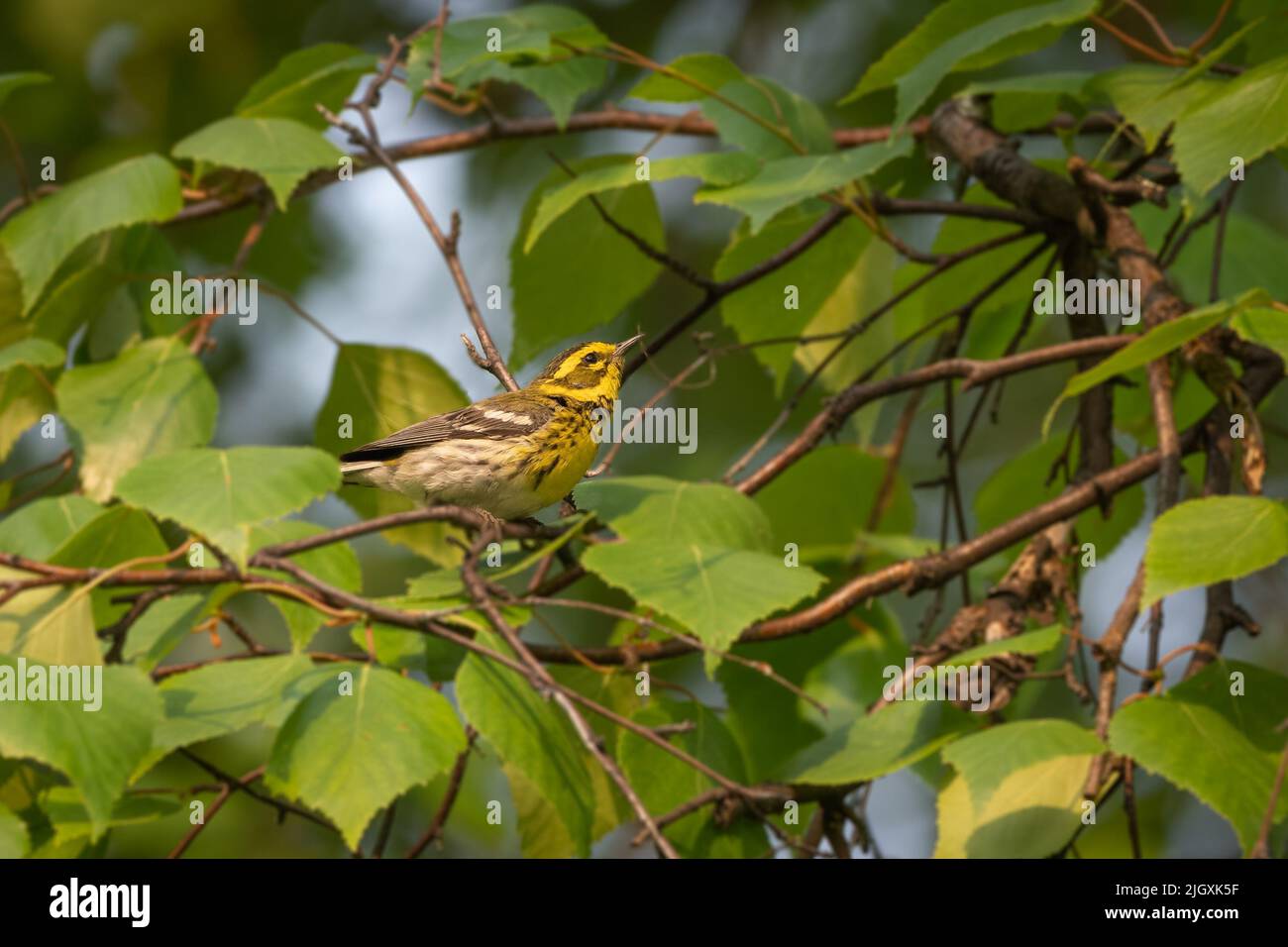Un Townsend's Warbler in Alaska Foto Stock