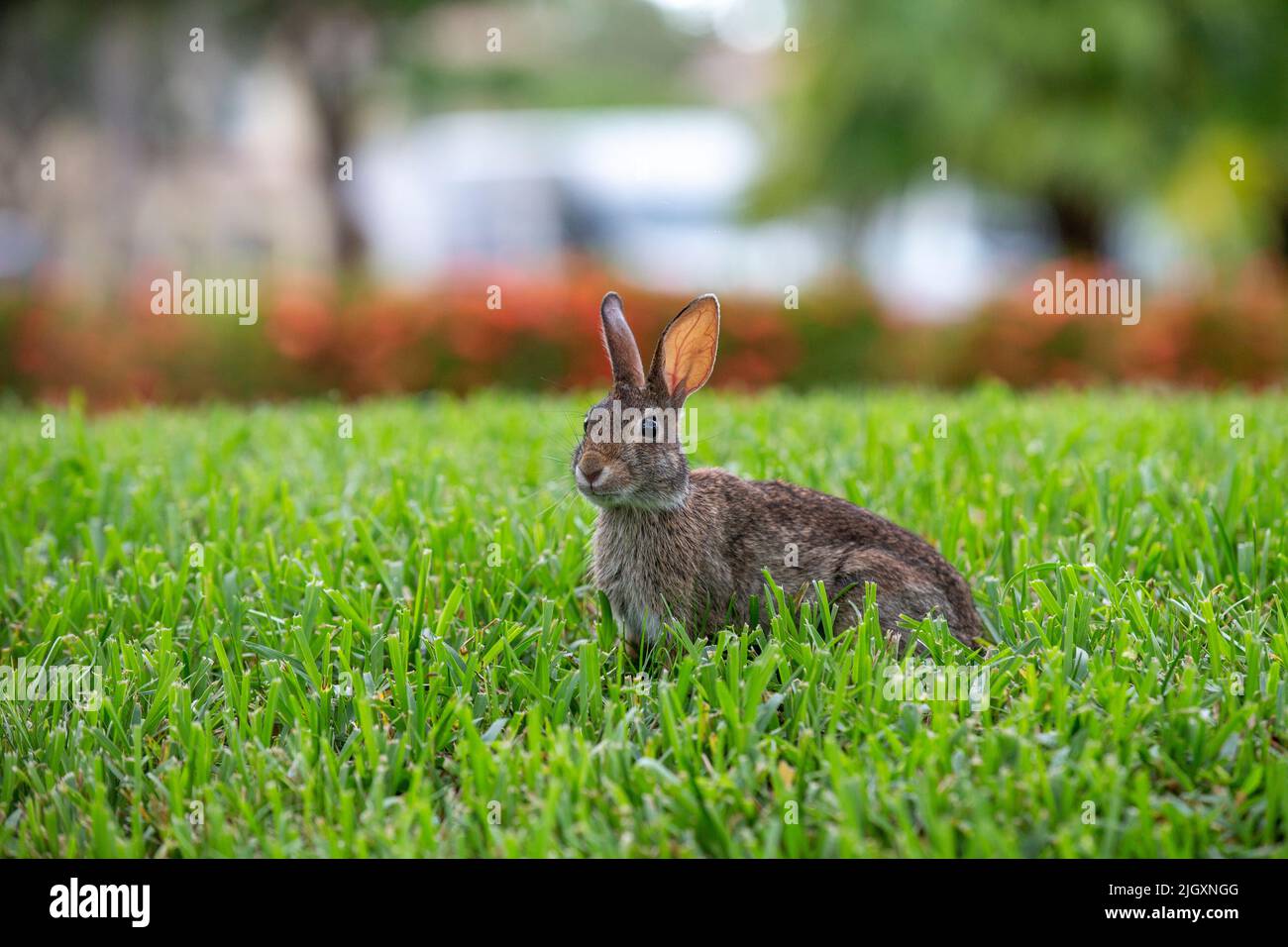 coniglio piccolo seduto e mangiare sull'erba di una comunità residenziale. Foto Stock
