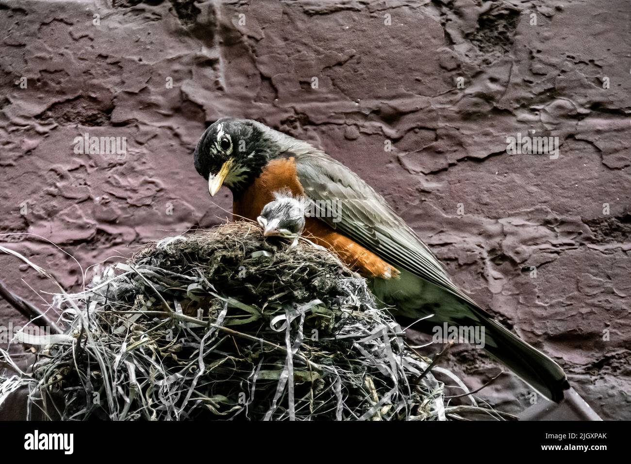 Wild Adult American Robin, Turdus migratorius, con due grandi pulcini pronti a volare nel nido in un cortile di New York City, New York, Stati Uniti Foto Stock